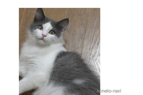 成約済の茨城県のノルウェージャンフォレストキャット-26513の1枚目